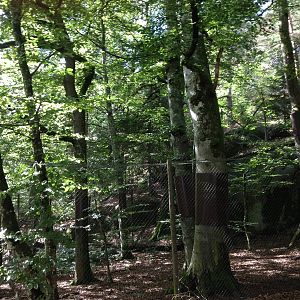 Northern lynx exhibit