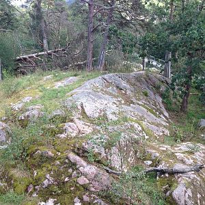 Siberian tiger exhibit #1
