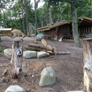 Tajik markhor exhibit