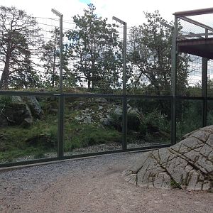 Siberian tiger exhibit #1