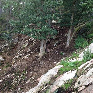 Tajik markhor exhibit