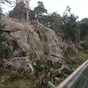 Siberian tiger exhibit #1