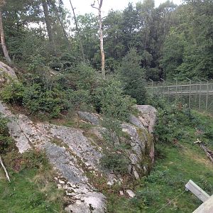 Siberian tiger exhibit #2