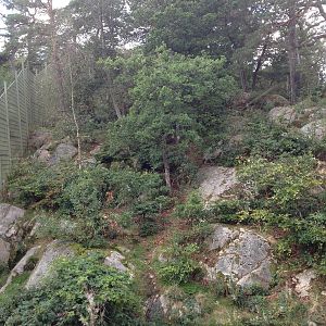 Siberian tiger exhibit #2