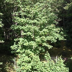 View into Maned wolf exhibit