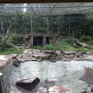 Siberian tiger exhibit #3