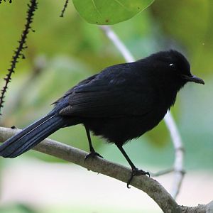 Black catbird