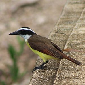 Great kiskadee
