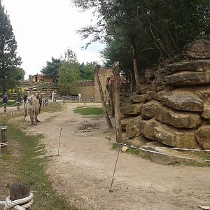 Camel enclosure