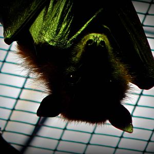 Oct. 2014 - Wings of the World - Happy (Almost) Halloween