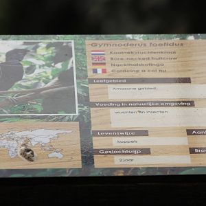 Bare-necked fruitcrow