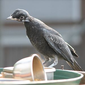 Bare-necked fruitcrow female