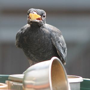 Bare-necked fruitcrow female