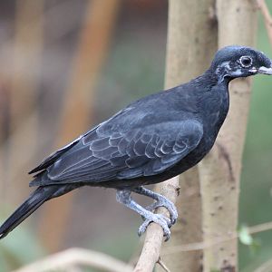 Bare-necked fruitcrow female