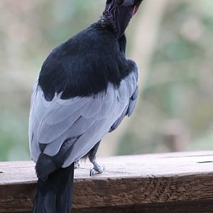 Bare-necked fruitcrow male