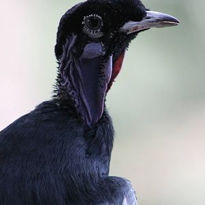 Bare-necked fruitcrow male