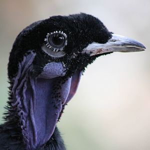 Bare-necked fruitcrow male