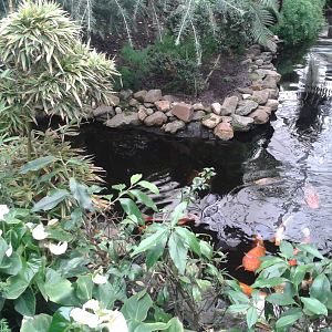 Koi pond