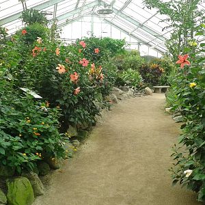 Butterfly free-flight