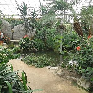 Butterfly free flight