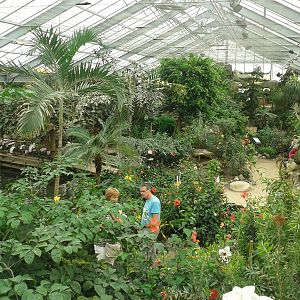 Butterfly free-flight