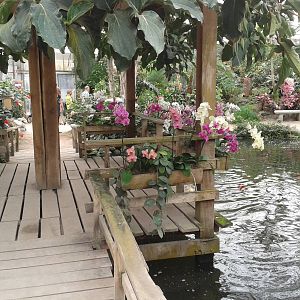 Butterfly free-flight