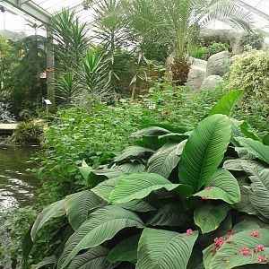 Butterfly free-flight