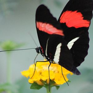 Heliconius sp.