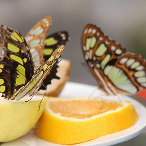 Malachites - Siproeta sp.