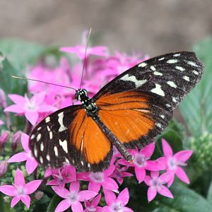 Heliconius sp.