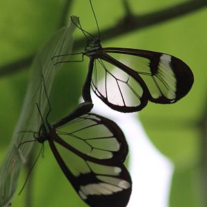 Glas-winged butterflies mating - Greta sp.