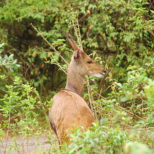 Female Bushbuck - Nairobi National Park
