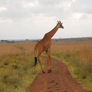 Masai Giraffe - Nairobi National Park