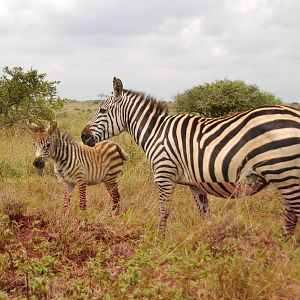 Zebra Pair - Nairobi National Park