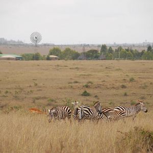 Zebra & Impala with Farm in Background