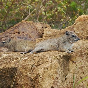Rock Hyraxes - Nairobi National Park