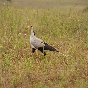 Secretary Bird - Nairobi National Park