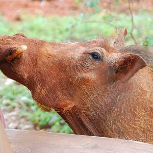 Warthog Encounter - David Sheldrick Trust Elephant Orphanage