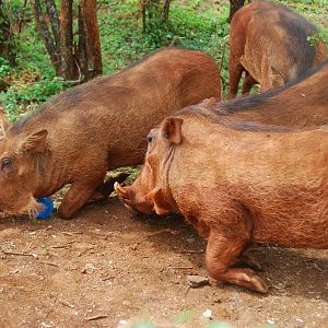 Warthog Mugging - David Sheldrick Trust Elephant Orphanage