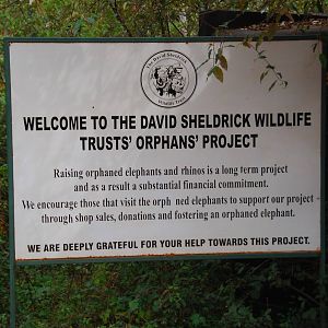 David Sheldrick Wildlife Trust Elephant Orphanage