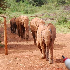 March of the Orphans - David Sheldrick Elephant Orphanage