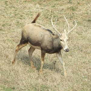 David's deer (Milu)