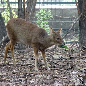 Chinese water deer (Hydropotes inermis inermis)