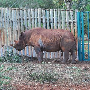 Maxwell - The Blind Black Rhino - David Sheldrick Elephant Orphanage