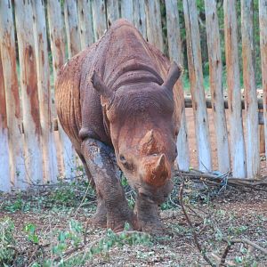 Maxwell - The Blind Black Rhino - David Sheldrick Elephant Orphanage