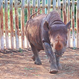 Maxwell - The Blind Black Rhino - David Sheldrick Elephant Orphanage