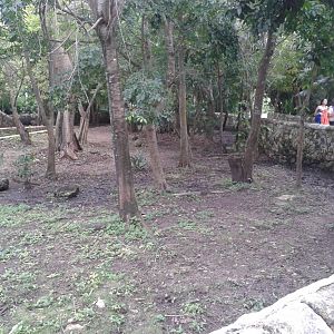 Enclosure Baird's tapir