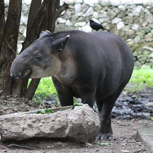 Baird's tapir withGrackle