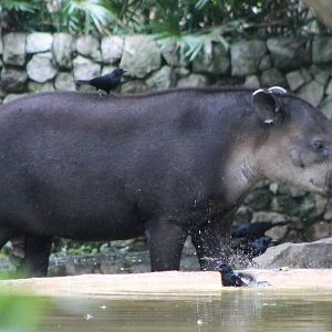 Baird's tapir