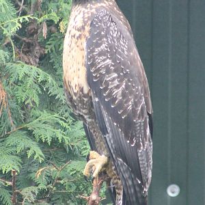 Black-chested buzzard-eagle ( young bird )